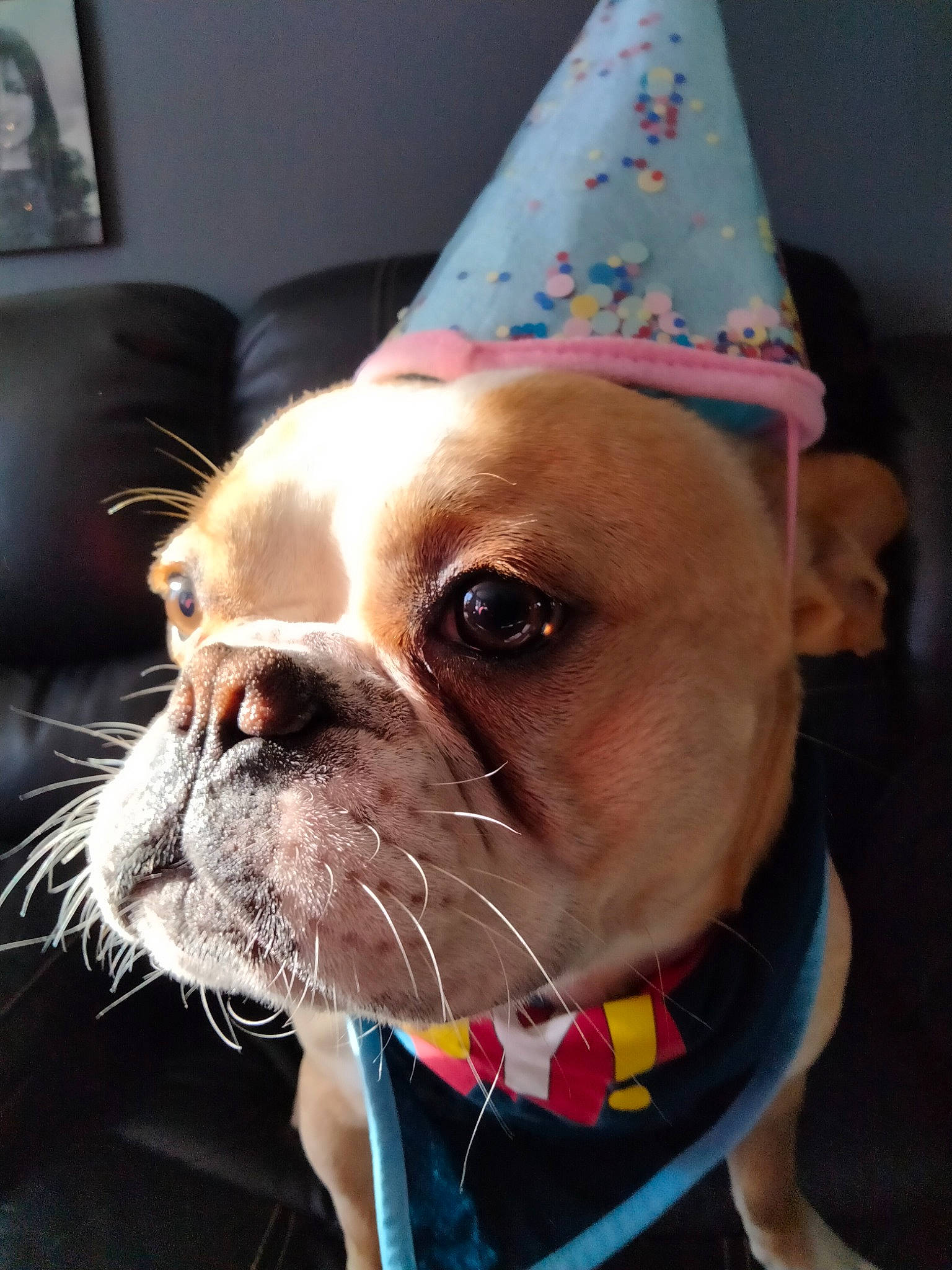 Vinnie is registered to the contest to win money with this photo: bulldog, carnivore, collar, companion_dog, cone, dog, dog_breed, dog_collar, dog_supply, fawn, fedora, hat, leash, party_hat, pink, snout, sunglasses, whiskers, working_animal, wrinkle