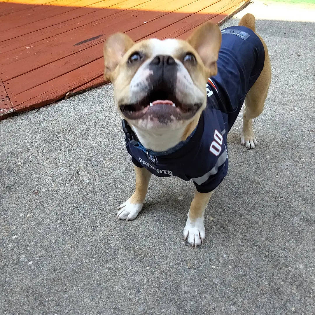 Vinnie is registered to the contest to win money with this photo: asphalt, bulldog, canidae, carnivore, collar, companion_dog, dog, dog_breed, dog_clothes, dog_collar, fashion_accessory, fawn, leash, paw, pet_supply, road_surface, snout, tail, toy_dog, working_animal