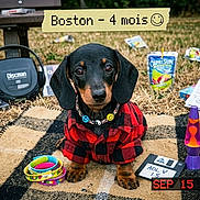 Boston a rejoint le concours — aidez-le/la à gagner de superbes lots ! dog, puppy, dachshund, plaid_shirt, necklace, blanket, discman, headphones, caprisun, tamagotchi, lava_lamp, bracelets, floppy_disk, outdoor, grass, nostalgia, retro, toy, vintage, pet