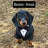 Boston a rejoint le concours — aidez-le/la à gagner de superbes lots ! dog, puppy, dachshund, tuxedo, bow_tie, outdoor, grass, cute, pet, animal, brown, black, young, sitting, portrait, small, adorable, costume, canine, looking_at_camera
