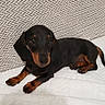Boston participe au concours pour gagner de l'argent avec cette photo : dog, puppy, dachshund, black_and_tan, lying_down, pet, cute, indoor, quilt, texture, pattern, herringbone, fur, ears, tail, animal, small_dog, resting, domestic, companion