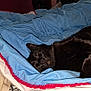 Oscar participe au concours pour gagner de l'argent avec cette photo : black_cat, sleeping, blanket, blue_blanket, red_trim, cozy, indoor, pet, fur, resting, comfort, cute, animal, feline, nap, soft, warm, close_up, relaxation, bed