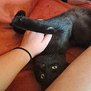 Oscar participe au concours pour gagner de l'argent avec cette photo : black_cat, cat, pet, hand, human, legs, orange_blanket, indoor, playful, fur, paw, claw, green_eyes, resting, cozy, domestic_animal, interaction, cute, animal, soft_texture