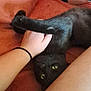 black_cat, cat, pet, hand, human, legs, orange_blanket, indoor, playful, fur, paw, claw, green_eyes, resting, cozy, domestic_animal, interaction, cute, animal, soft_texture