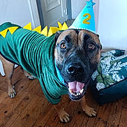 Oslow a rejoint le concours — aidez-le/la à gagner de superbes lots ! dog, costume, party_hat, birthday, dinosaur, indoor, wooden_floor, pet, celebration, happy, tongue_out, brown_dog, canine, animal, cute, smiling, collar, spikes, blue_hat, number_2