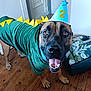 dog, costume, party_hat, birthday, dinosaur, indoor, wooden_floor, pet, celebration, happy, tongue_out, brown_dog, canine, animal, cute, smiling, collar, spikes, blue_hat, number_2