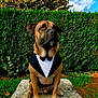 dog, tuxedo, pet, animal, outdoor, greenery, hedge, stone, sky, clouds, grass, sitting, portrait, brown_dog, formal_wear, nature, sunlight, canine, paw, cute
