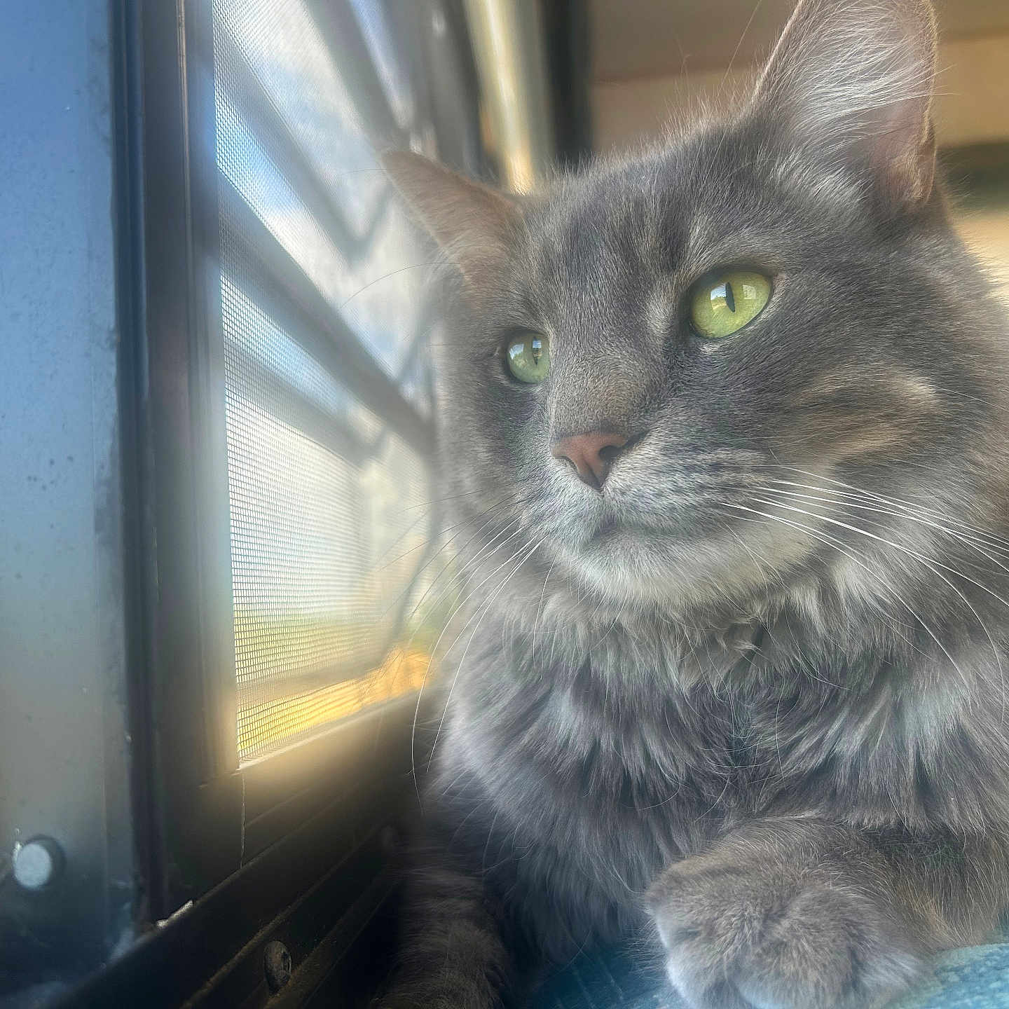 Koda is registered to the contest to win money with this photo: abyssinian, angora, animal, blackcat, brasssection, cat, curtain, den, door, gray, homedecor, horn, indoors, kitten, manx, musicalinstrument, pet, window, windowshade, windowsill