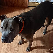 Louie joined the competition — help win amazing prizes! dog, gray_dog, pet, canine, collar, orange_collar, wooden_floor, indoor, flooring, looking_up, ears, paws, animal, pet_portrait, companion, domestic_animal, curious, alert, standing, household