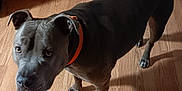Louie joined the competition — help win amazing prizes! alert, animal, canine, collar, companion, curious, dog, domestic_animal, ears, flooring, gray_dog, household, indoor, looking_up, orange_collar, paws, pet, pet_portrait, standing, wooden_floor