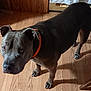 dog, gray_dog, pet, canine, collar, orange_collar, wooden_floor, indoor, flooring, looking_up, ears, paws, animal, pet_portrait, companion, domestic_animal, curious, alert, standing, household