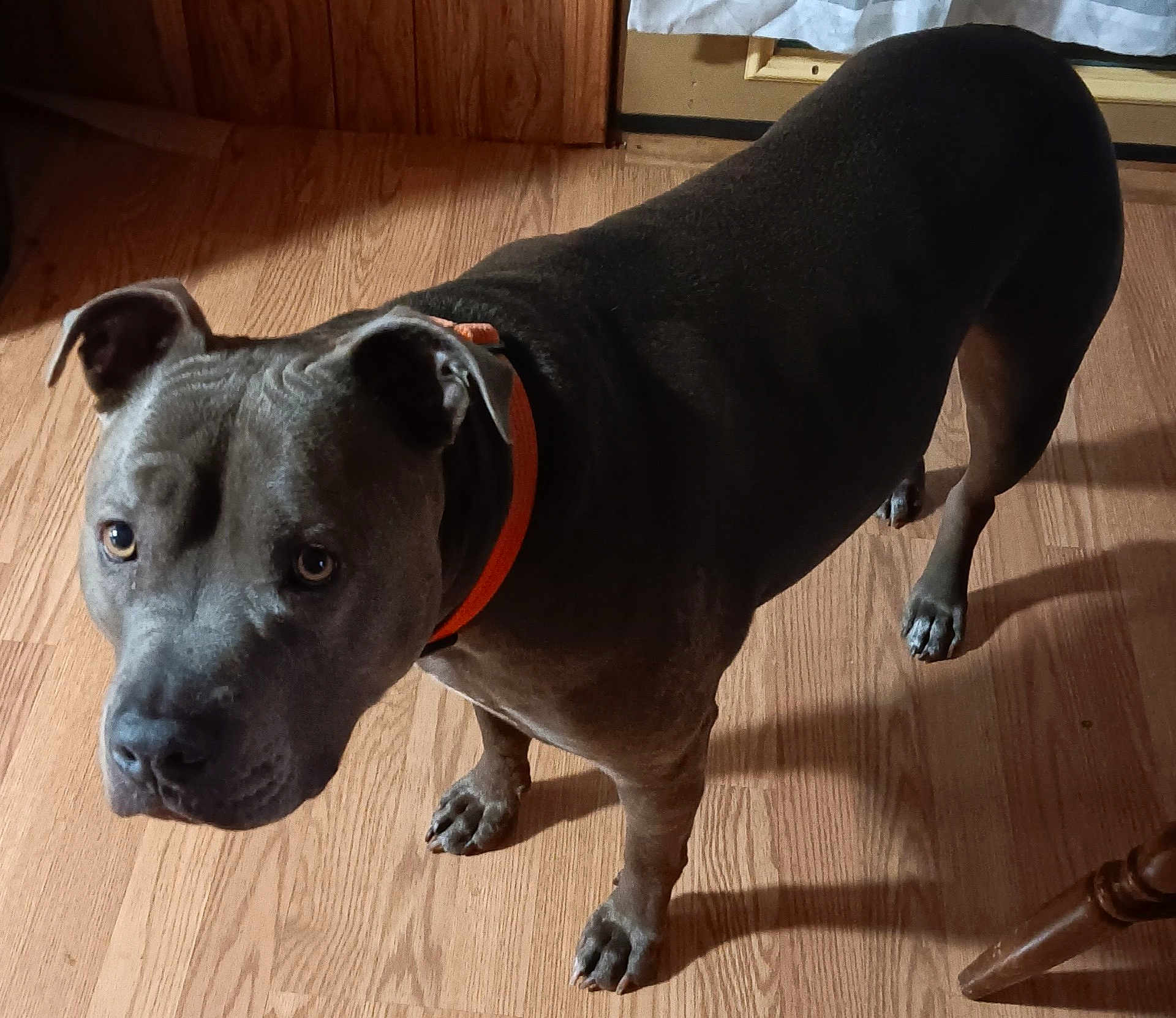 Louie