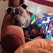 Louie joined the competition — help win amazing prizes! animal_print, armchair, blanket, canine, closeup, colorful, comfort, cozy, cute, dog, domestic, furniture, indoor, pajamas, pattern, pet, portrait, relaxed, resting, sleepwear