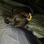 dog, sleeping, bed, flower, sunflower, collar, resting, pet, fur, animal, indoors, quiet, cozy, blanket, comfort, napping, cute, calm, relaxation, domestic
