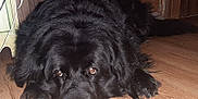 Harry is registered to the contest to win money with this photo: dog, black_dog, pet, animal, indoor, wooden_floor, lying_down, fur, canine, mammal, floor, domestic_animal, relaxed, close_up, snout, ears, paws, home, companion, resting