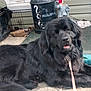 Harry is registered to the contest to win money with this photo: dog, black_dog, leash, porch, outdoor, furry, pet, canine, resting, animal, large_dog, fur, face, tongue, background, container, clutter, sidewalk, home, relaxed