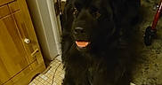 Harry is registered to the contest to win money with this photo: animal, black_dog, companion, cozy, dog, domestic, door, floor, fur, furniture, happy, home, indoor, looking_up, lying_down, mammal, pet, tile_floor, tongue_out, wooden_cabinet