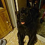 Harry is registered to the contest to win money with this photo: dog, black_dog, indoor, floor, tile_floor, wooden_cabinet, door, happy, pet, animal, fur, tongue_out, lying_down, looking_up, home, cozy, furniture, domestic, mammal, companion