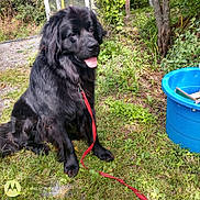 Harry joined the competition — help win amazing prizes! dog, black_dog, leash, grass, outdoor, greenery, blue_bucket, tree, plants, sunlight, pet, canine, nature, animal, sitting, fur, tongue_out, daytime, garden, happy