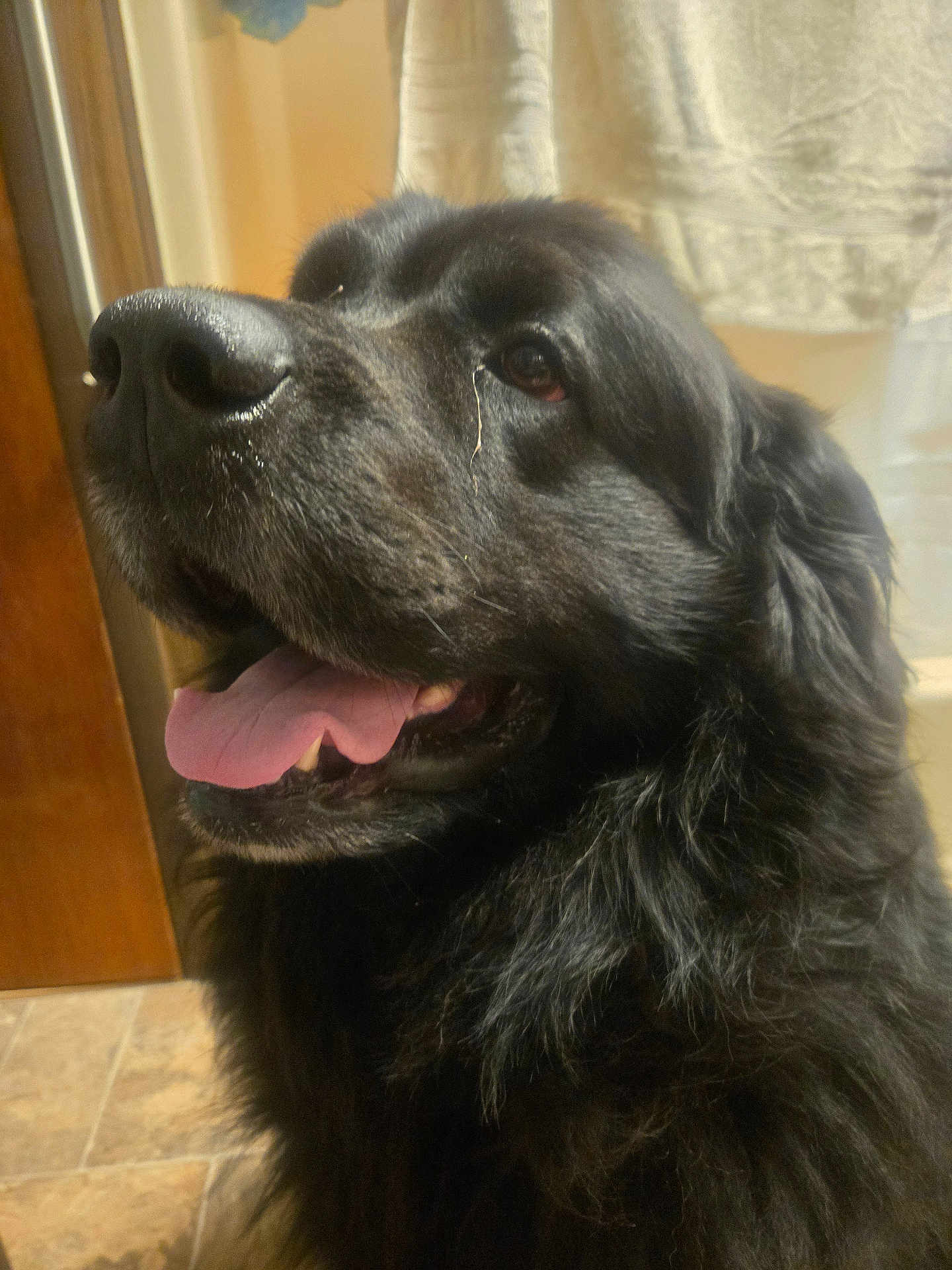 Harry is registered to the contest to win money with this photo: dog, black_dog, tongue_out, indoor, close_up, pet, canine, fur, happy, animal, nose, mouth, ears, floor, towel, tile_floor, domestic, companion, mammal, portrait
