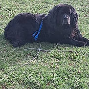 Harry is registered to the contest to win money with this photo: dog, black_dog, lying_down, grass, outdoor, leash, pet, canine, nature, animal, resting, daylight, fur, mammal, relaxed, summer, park, companion, peaceful, playful