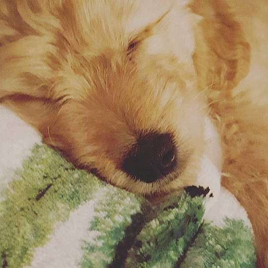 Trooper is registered to the contest to win money with this photo: canidae, carnivore, cavachon, cavapoo, cockapoo, companion_dog, dog, dog_breed, goldendoodle, labradoodle, non_sporting_group, nose, poodle_crossbreed, puppy, puppy_love, schnoodle, shih_tzu, snout, sporting_group, toy_dog