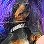 Coco is registered to the contest to win money with this photo: animal, black_and_tan, casual, closeup, collar, comfort, cuddle, dog, face, friendship, hair, happy, indoor, mammal, person, pet, portrait, purple_hair, smile, young_adult