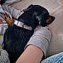 Coco is registered to the contest to win money with this photo: arm, black_dog, blanket, casual, close_up, collar, comfort, dog, fabric, fur, furniture, home, indoor, person, pet, pillow, relaxation, resting, sleeping, snuggling