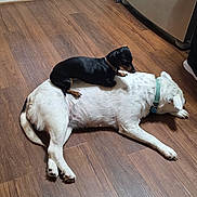 Coco joined the competition — help win amazing prizes! animal, black_dog, canine, collar, companion, dog, domestic, floor, friendship, indoor, large_dog, lying_down, pants, person, pet, resting, shoes, small_dog, white_dog, wooden_floor