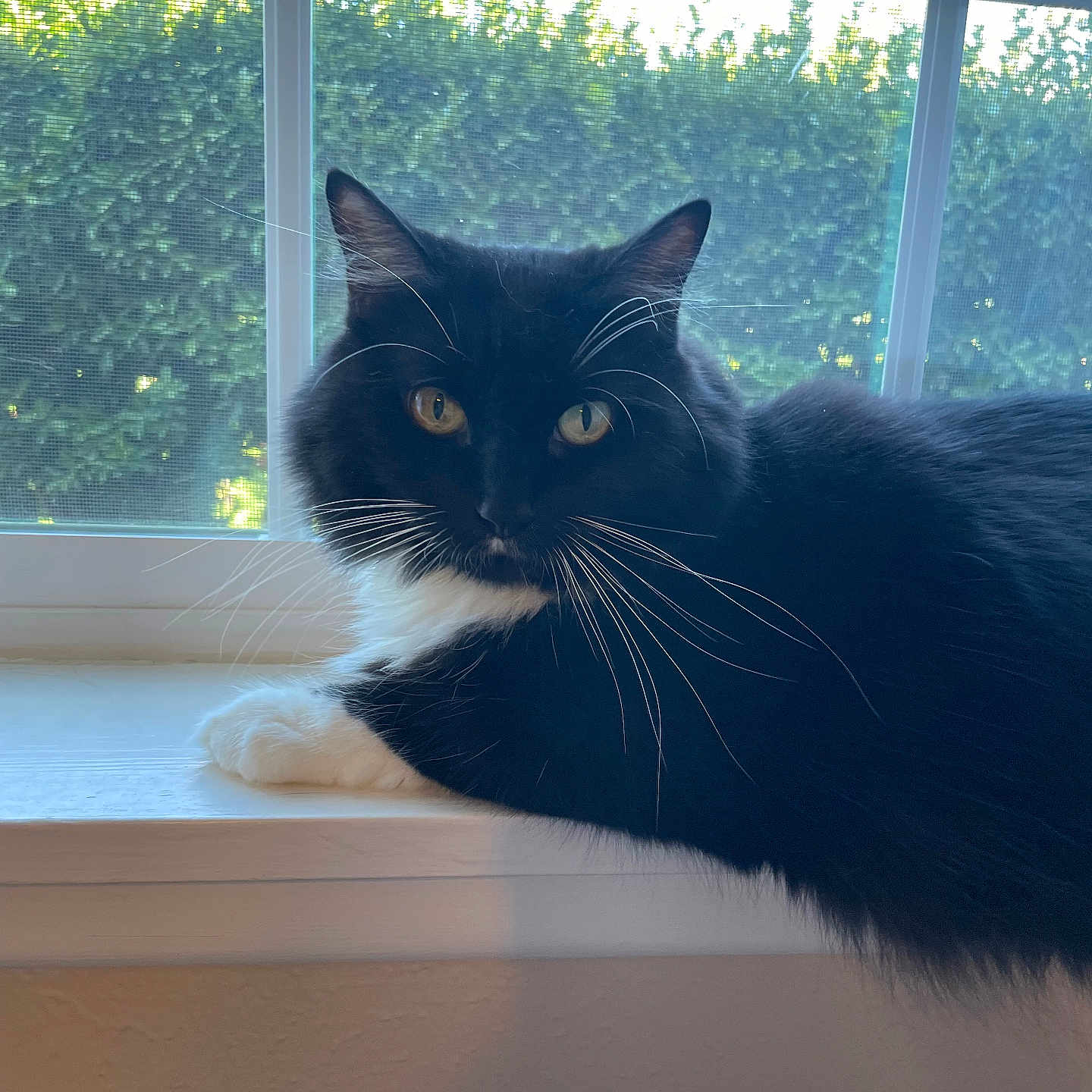 Miss Priss is registered to the contest to win money with this photo: abyssinian, animal, blackcat, cat, kitten, lamp, manx, pet, window, windowsill