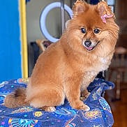 Foxy is registered to the contest to win money with this photo: dog, pomeranian, pet, fluffy, bow, indoor, blanket, cosmic_pattern, colorful, animal, cute, small_dog, fur, sitting, happy, playful, cozy, home, portrait, companion