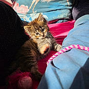 Amaya a rejoint le concours — aidez-le/la à gagner de superbes lots ! animal, bed, cat, colorful, cozy, cute, feather, feline, fur, indoor, kitten, paw, pet, pillow, playful, resting, small, sunlight, toy, young