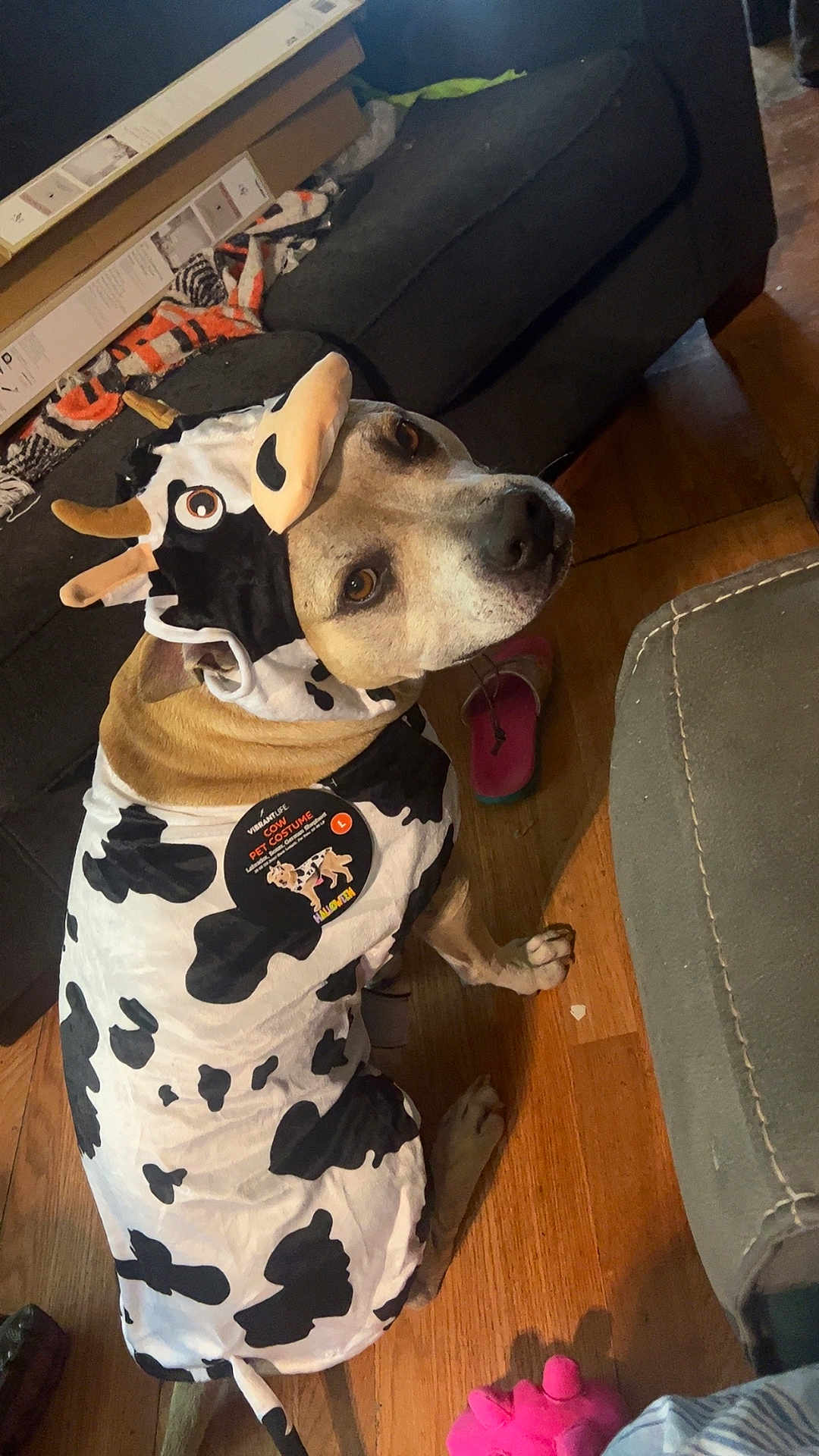 Outlaw joined the competition — help win amazing prizes! dog, costume, cow_pattern, indoor, floor, pet, animal, furniture, couch, wood_floor, toy, pink_sandal, looking_back, brown_dog, clothing, cute, domestic, household, playful, sitting