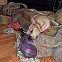 Outlaw is registered to the contest to win money with this photo: dog, sleeping, blanket, toy, rope_toy, wooden_floor, indoor, decor, figurine, shelf, resting, pet, cozy, colorful, furniture, home, relaxing, canine, peaceful, household