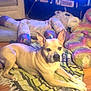 Outlaw joined the competition — help win amazing prizes! dog, stuffed_animal, blanket, floor, living_room, table, spray_bottle, couch, pillow, wood_floor, pet, indoor, relaxed, animal, toy, furniture, brown_dog, domestic_animal, home, comfort