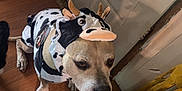 Outlaw joined the competition — help win amazing prizes! dog, costume, cow_costume, indoor, wooden_floor, pet_food, dog_bowl, door, household, animal, brown_dog, pet, sitting, calm, quiet, floor, domestic, canine, cute, funny