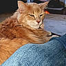 animal, cat, comfort, cozy, denim, domestic, fireplace, fluffy, fur, furniture, home, indoor, leg, living_room, orange_cat, pet, relaxed, resting, soft_light, warmth