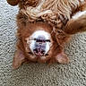 animal, canine, carpet, cute, dog, domestic_animal, fluffy, friendly, fur, golden_retriever, happy, indoor, lying_down, mammal, pet, playful, relaxed, smile, teeth, upside_down