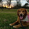 animal, bandana, canine, dog, golden_retriever, grass, happy, leash, mammal, nature, outdoor, park, pet, relaxing, scenic, sky, summer, sunset, tongue_out, trees