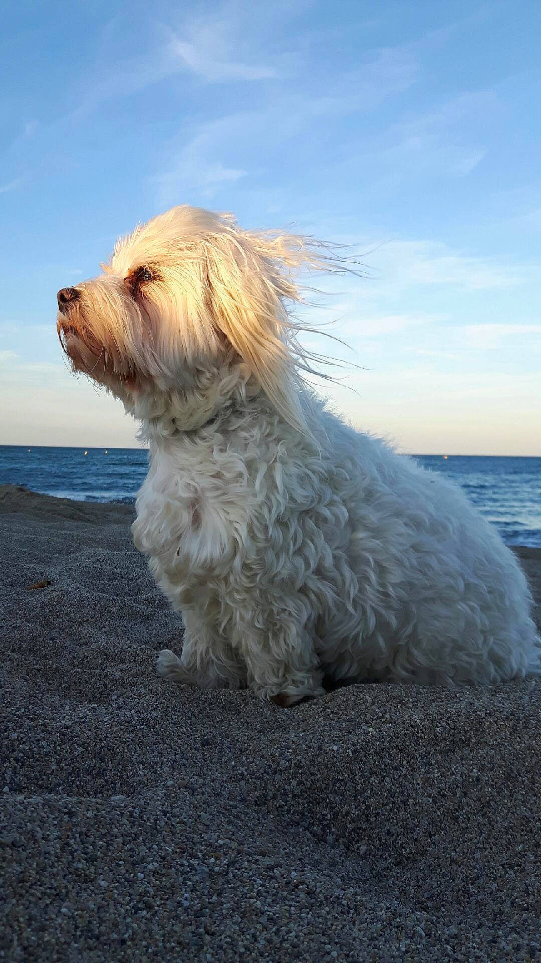 Bikini participe au concours pour gagner de l'argent avec cette photo : briquet_griffon_vendeen, canidae, carnivore, coton_de_tulear, dog, dog_breed, dutch_smoushond, glen_of_imaal_terrier, havanese, maltese, mammal, petit_basset_griffon_vendeen, rare_breed_dog, sapsali, small_terrier, sporting_lucas_terrier, terrier, tibetan_terrier, vertebrate, west_highland_white_terrier