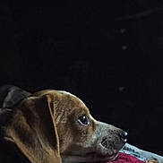 Forrest is registered to the contest to win money with this photo: animal, beagle, brown, close_up, collar, cozy, dim_light, dog, fur, indoor, lying_down, pet, portrait, profile, quiet, resting, side_view, sleepy, thoughtful, white