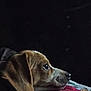 animal, beagle, brown, close_up, collar, cozy, dim_light, dog, fur, indoor, lying_down, pet, portrait, profile, quiet, resting, side_view, sleepy, thoughtful, white