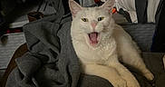 Seraphine is registered to the contest to win money with this photo: cat, white_cat, animal, pet, feline, indoor, clothes, wardrobe, closet, basket, yawning, resting, cozy, fabric, pile, texture, home, domestic, comfort, relaxed