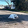 Seraphine is registered to the contest to win money with this photo: cat, white_cat, outdoor, sunlight, driveway, tree, house, grass, relaxing, playful, pet, animal, nature, daytime, shadow, fur, domestic_animal, sunny, resting, road