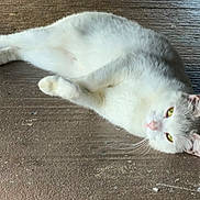 Seraphine is registered to the contest to win money with this photo: cat, white_cat, gray_cat, lying_down, floor, relaxed, pet, animal, feline, whiskers, ears, yellow_eyes, domestic_cat, resting, cute, fur, indoor, closeup, mammal, sleepy
