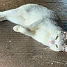 cat, white_cat, gray_cat, lying_down, floor, relaxed, pet, animal, feline, whiskers, ears, yellow_eyes, domestic_cat, resting, cute, fur, indoor, closeup, mammal, sleepy