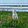 Seraphine is registered to the contest to win money with this photo: cat, white_cat, grass, wildflowers, outdoor, nature, animal, pet, feline, greenery, plants, quiet, daylight, peaceful, looking_away, sitting, yard, background, wall, calm