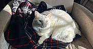 Seraphine joined the competition — help win amazing prizes! animal, armchair, blanket, cat, comfort, cozy, cute, domestic, ears, feline, furniture, indoor, pet, plaid, red_and_black, relaxed, resting, sunlight, whiskers, white_cat