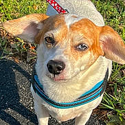 Dixon joined the competition — help win amazing prizes! dog, small_dog, brown_and_white, heterochromia, blue_harness, ears_up, outdoor, grass, pavement, sunlight, leash, pet, canine, close_up, cute, alert, animal, nature, daytime, walking