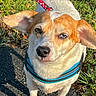 dog, small_dog, brown_and_white, heterochromia, blue_harness, ears_up, outdoor, grass, pavement, sunlight, leash, pet, canine, close_up, cute, alert, animal, nature, daytime, walking